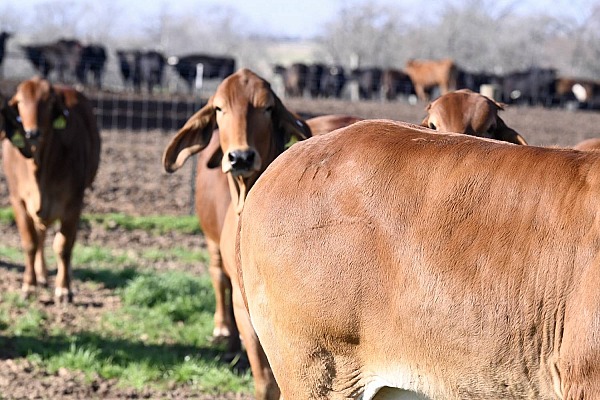 HK Cattle